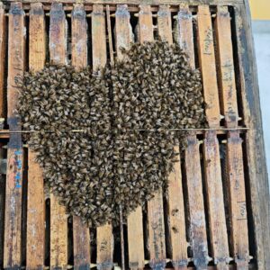 bienenvolk
